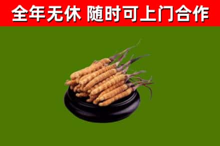 台安回收冬虫夏草